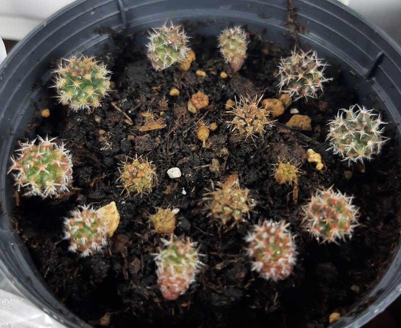 Some smaller Mammillaria seedlings and some more stunted Gymnos from the second batch. I see now that one in the middle uprooted... I gave them highly organic soil so it would retain more moisture, when they recover I will change it.