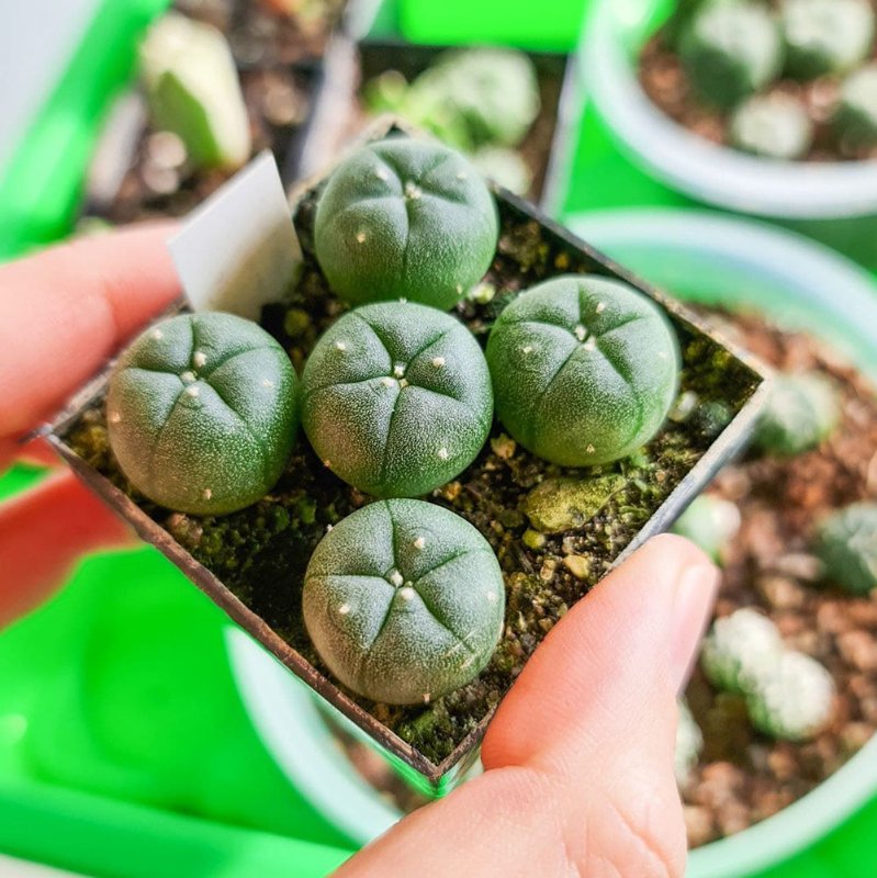 Lophophora williamsii var. texana