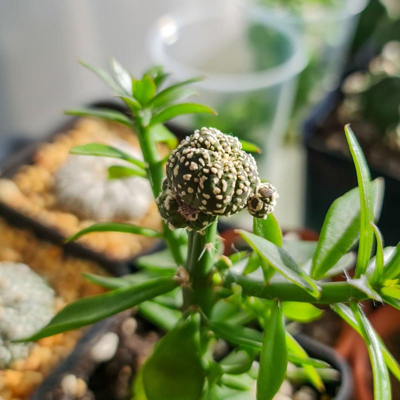 Astrophytum Asterias kikko