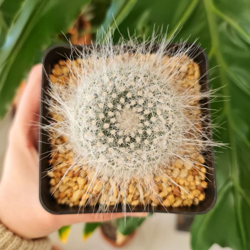 Mammillaria Hahniana long hair