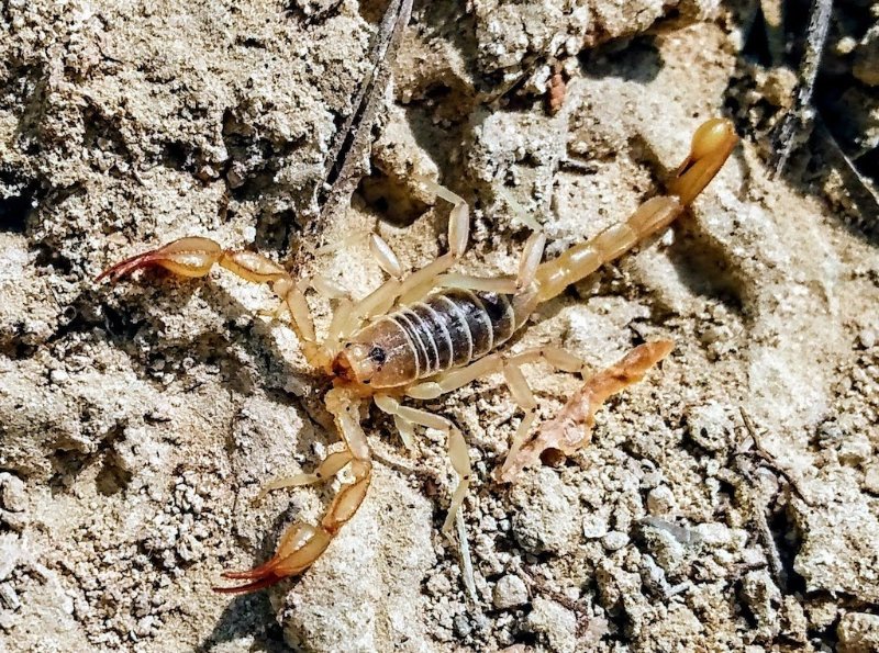 One of many scorpions in my campsite.
