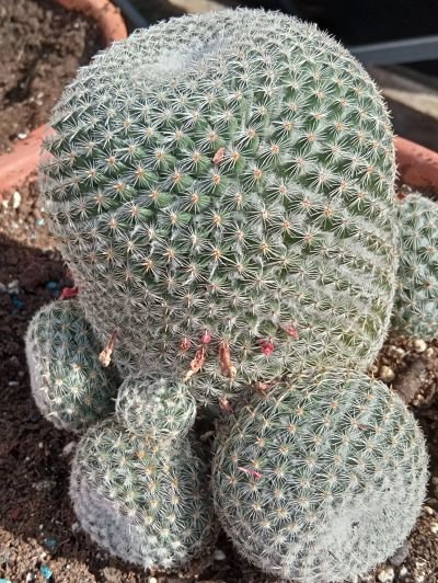 44 Mammillaria haageana ssp_opt.jpg