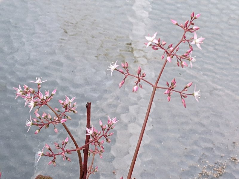 Crassula Multicava