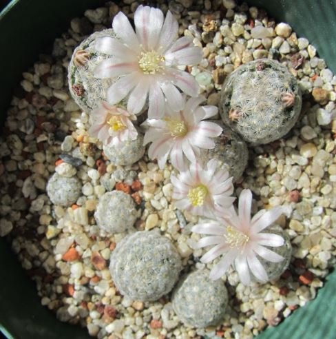 mammillaria sanchez-mejoradae