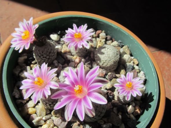 Turbinicarpus Valdezianus