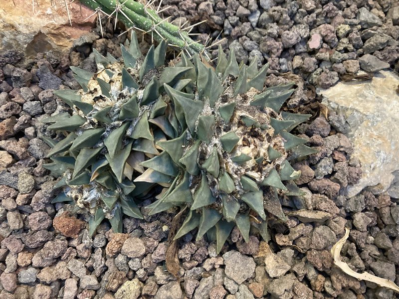 Ariocarpus retusus