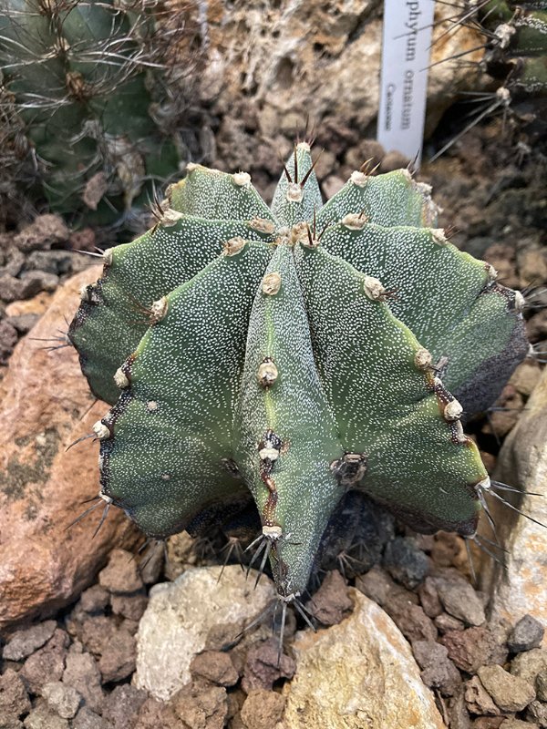 Astrophytum hybrid MY-OR