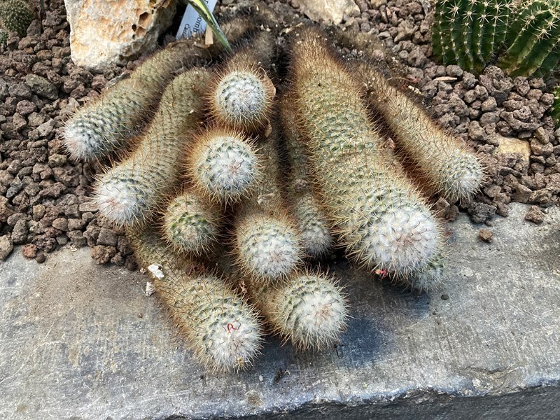 Mammillaria bombycina