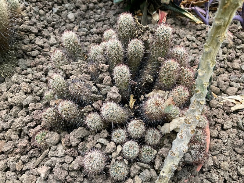 Mammillaria sphacelata ssp. viperina