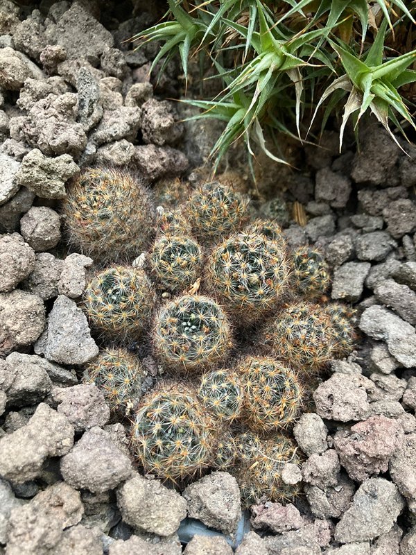 Mammilaria prolifera