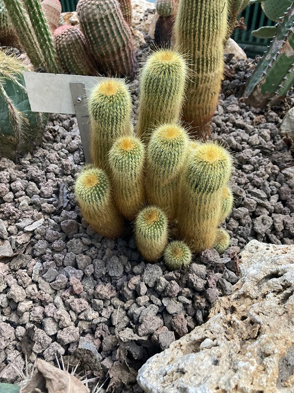 Parodia leninghausii