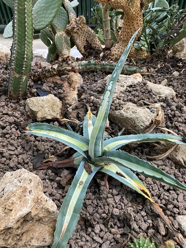 Agave americana variegata