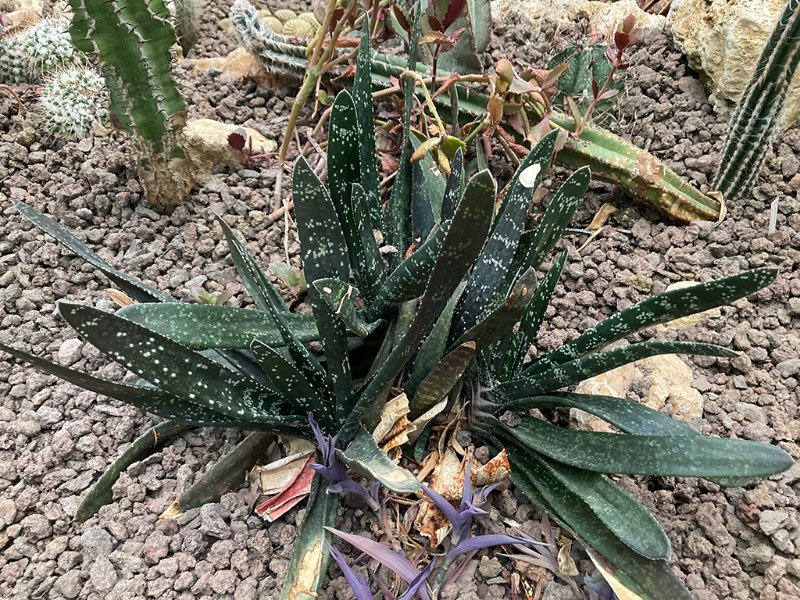 Gasteria carinata