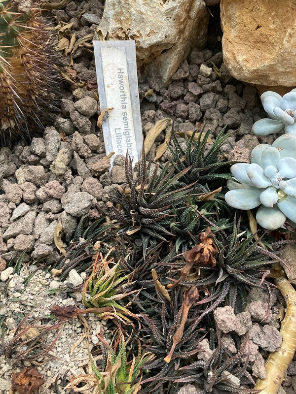 Haworthia semiglabrata