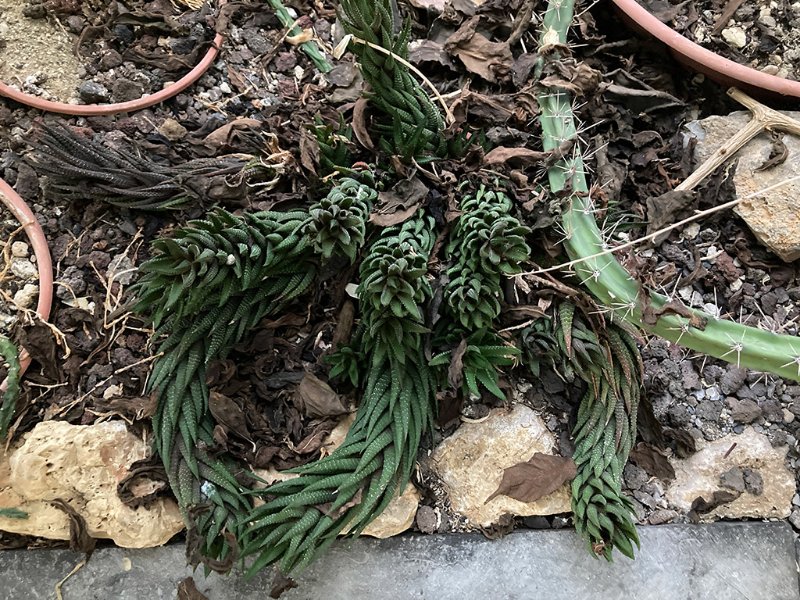 Haworthia reinwardtii