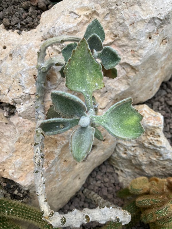 Kalanchoe beharensis