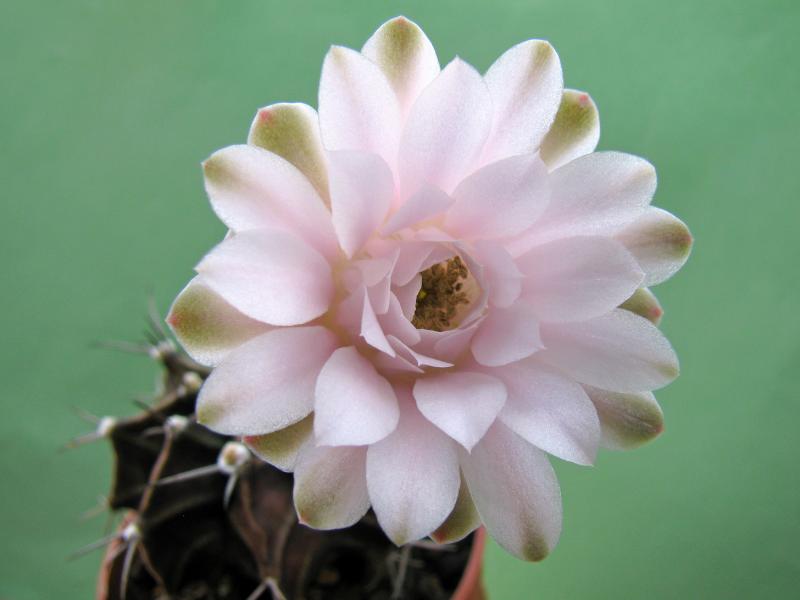 Gymnocalycium mihanovichii