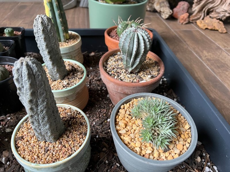 Euphorbia Abdelkuri, Snowflake, deuterocohnia brevifolia