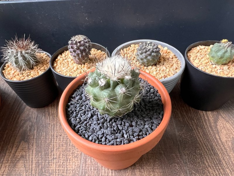 The Copiapoas