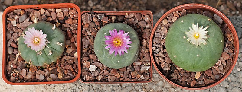 lophophora's.jpg