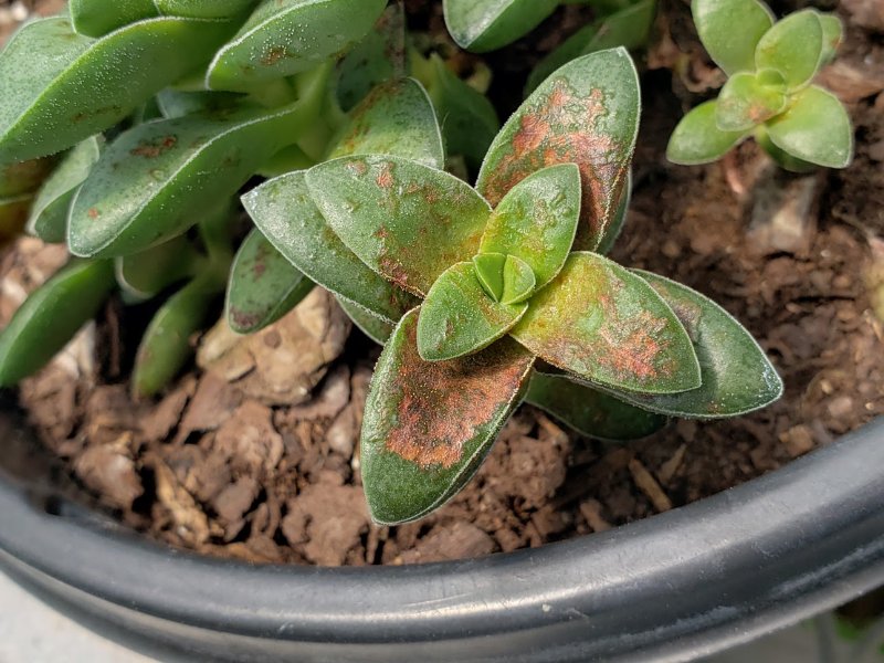 crassula rust.jpg