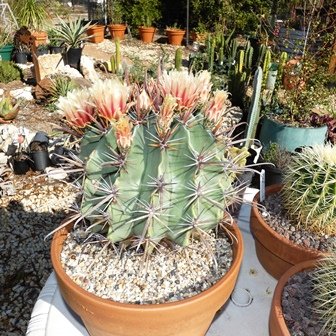 Ferocactus herrerae01.JPG