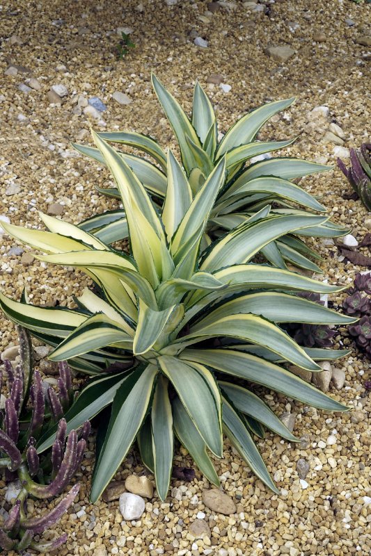 Agave Joe Hoak_NS21_3463_Meadowlark Botanical Garden, Virginia.jpg