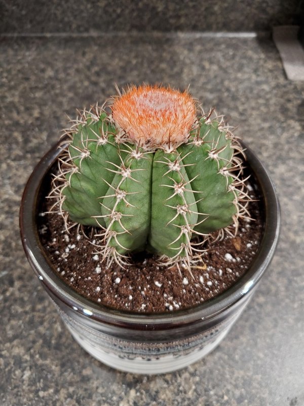 Cactus 2.jpg