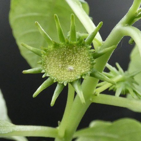 Dorstenia hildebrandtii02.JPG