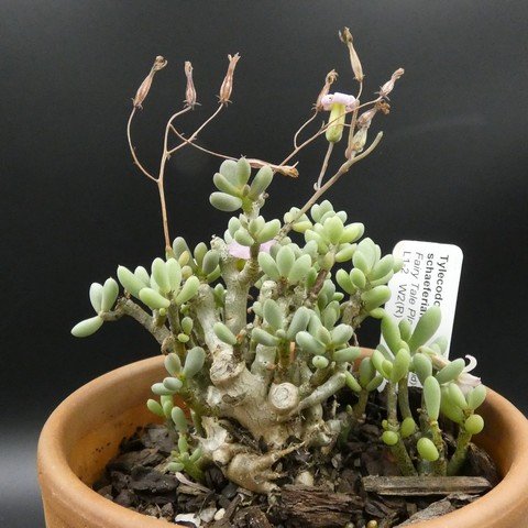 Tylecodon schaeferianus 01.JPG