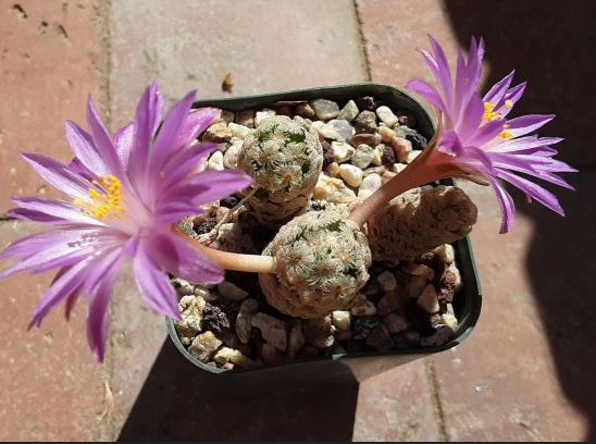 Mammillaria theresae