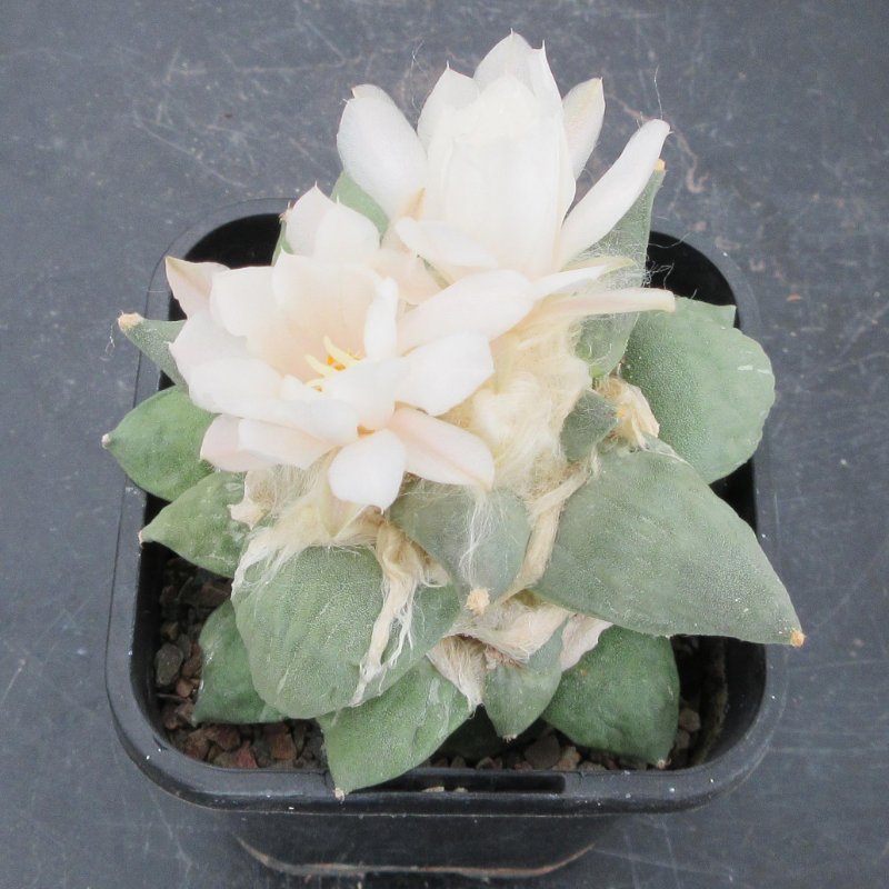 A. retusus cv Shinkawa Tama-zouge