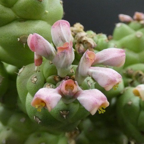 Euphorbia(Monadenium) ritchiei subs nyambensis02.JPG