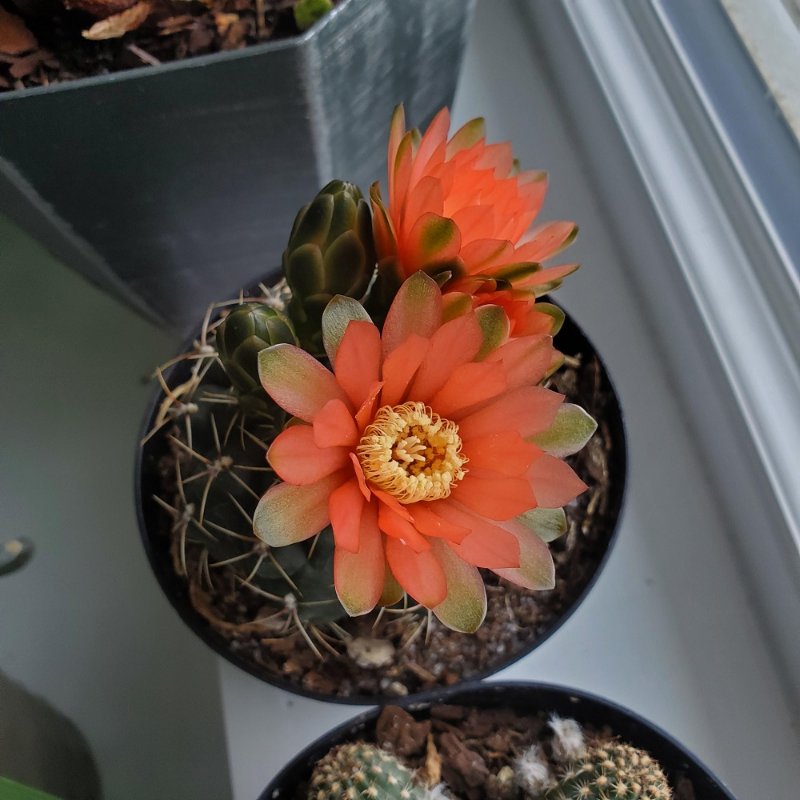 Gymnocalycium baldianum.jpg