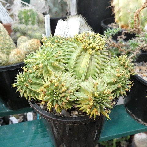 Euphorbia susannae01.JPG