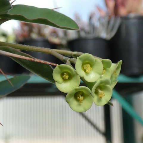 Euphorbia croizatii02.JPG