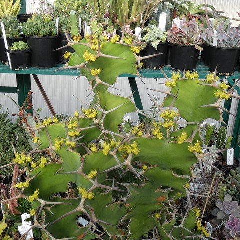 Euphorbia grandicornis01.JPG