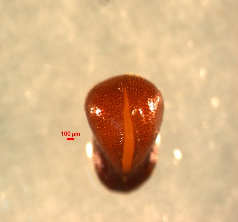 F. parviflora 2022-5-18 21 hr.jpg