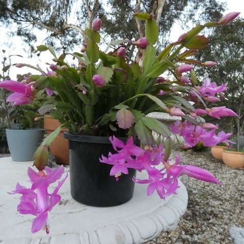 Schlumbergera sp1 01.JPG