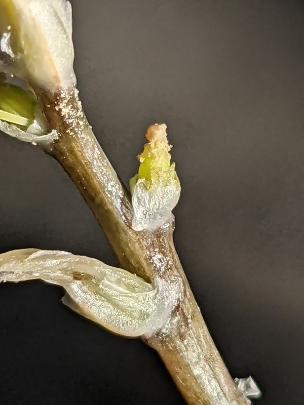 Haworthia white ghost x aloe maculata
