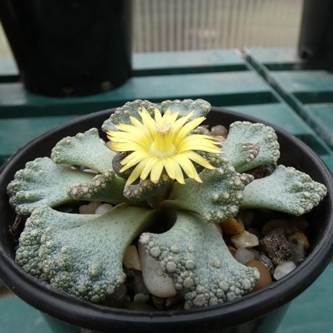 Titanopsis calcarea (NW of Brandvlei)01.JPG