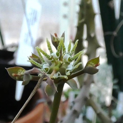 Euphorbia ornithopus02.JPG