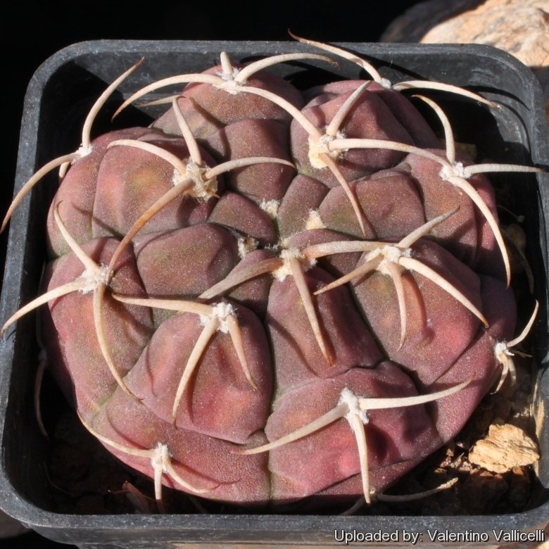 Gymnocalycium_bayrianum_var._brevispinum_15446_l.jpg