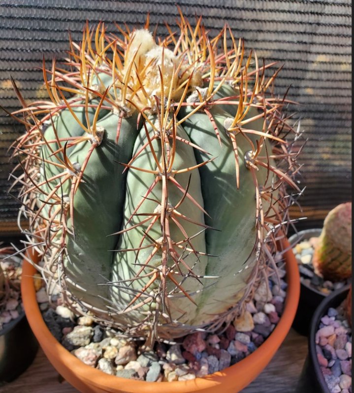 Echinocactus