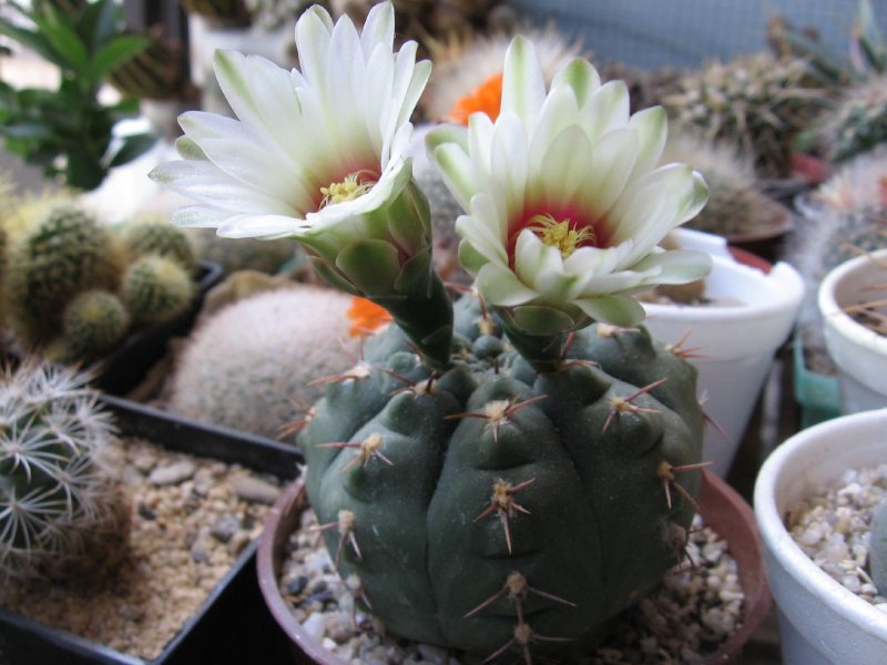 Gymnocalycium_quehlianum_3.jpg