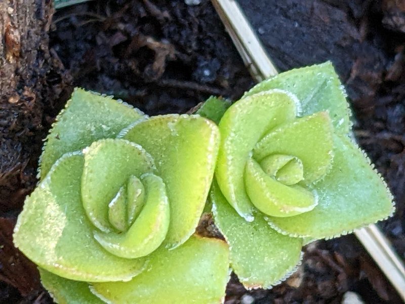 New growth emerging from stump.