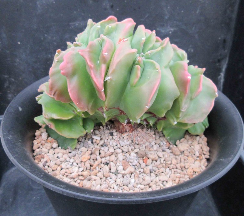 A. myriostigma cv khoyo