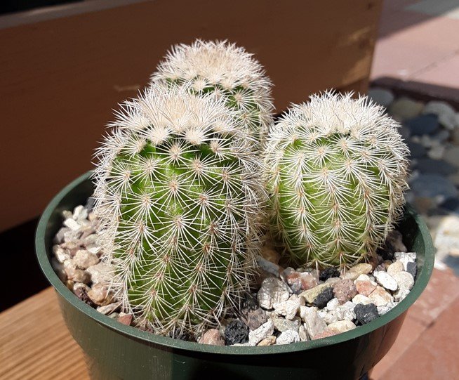 Echinocereus reichenbachii