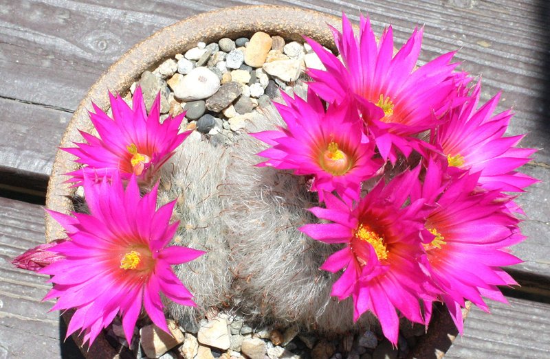 Mammillaria_guelzowiana07162016_forum.jpg