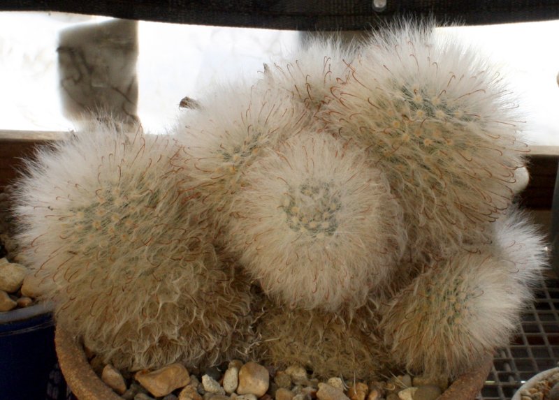 Mammillaria_guelzowiana10162021_for_the_forum.JPG